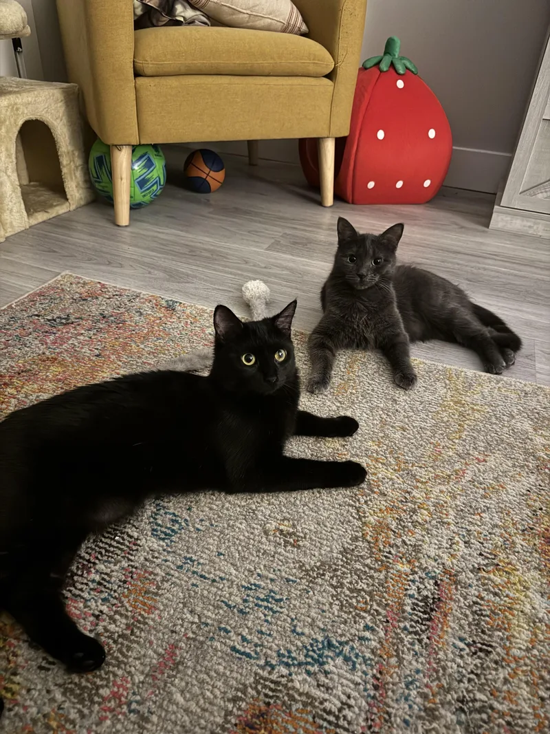 A baby medium-sized female Black Domestic Short Hair cat named Rosa for adoption in Jersey City, NJ
