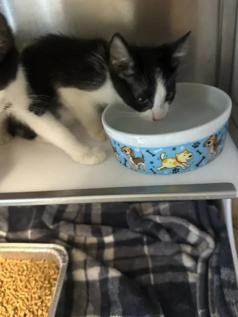 A baby small-sized male Domestic Short Hair cat named Jayzebra for adoption in Rome, GA