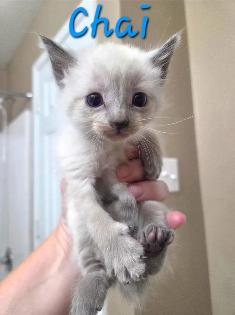 A baby medium-sized male Siamese cat named Chai for adoption in Anna, TX