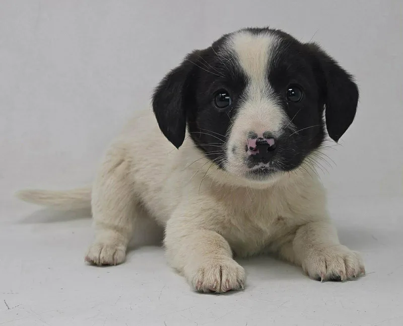 A young medium-sized male Australian Shepherd dog named Cabo for adoption in Pomfret Center, CT