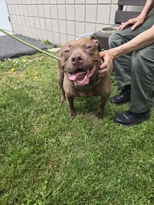 An adult medium-sized female Mixed Breed dog named Brownie for adoption in Clarks Summit, PA