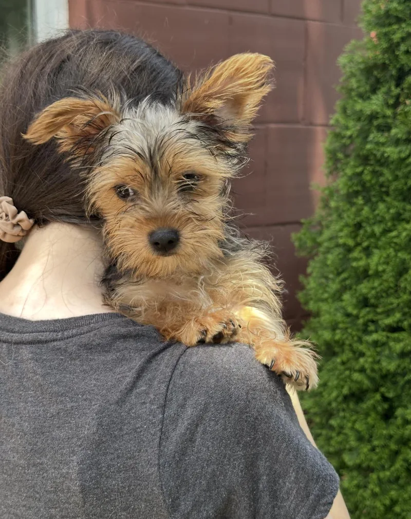 A baby small-sized male Yorkshire Terrier dog named Paddington for adoption in Chester Springs, PA