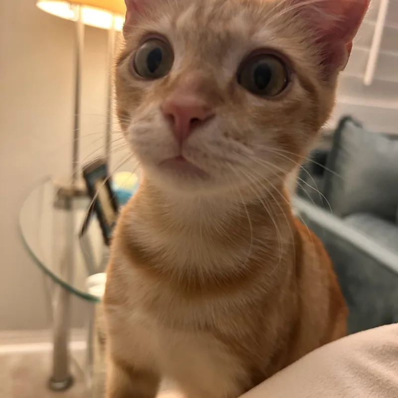 A young medium-sized male Orange & White Domestic Short Hair cat named Toaster Oven for adoption in Tampa, FL