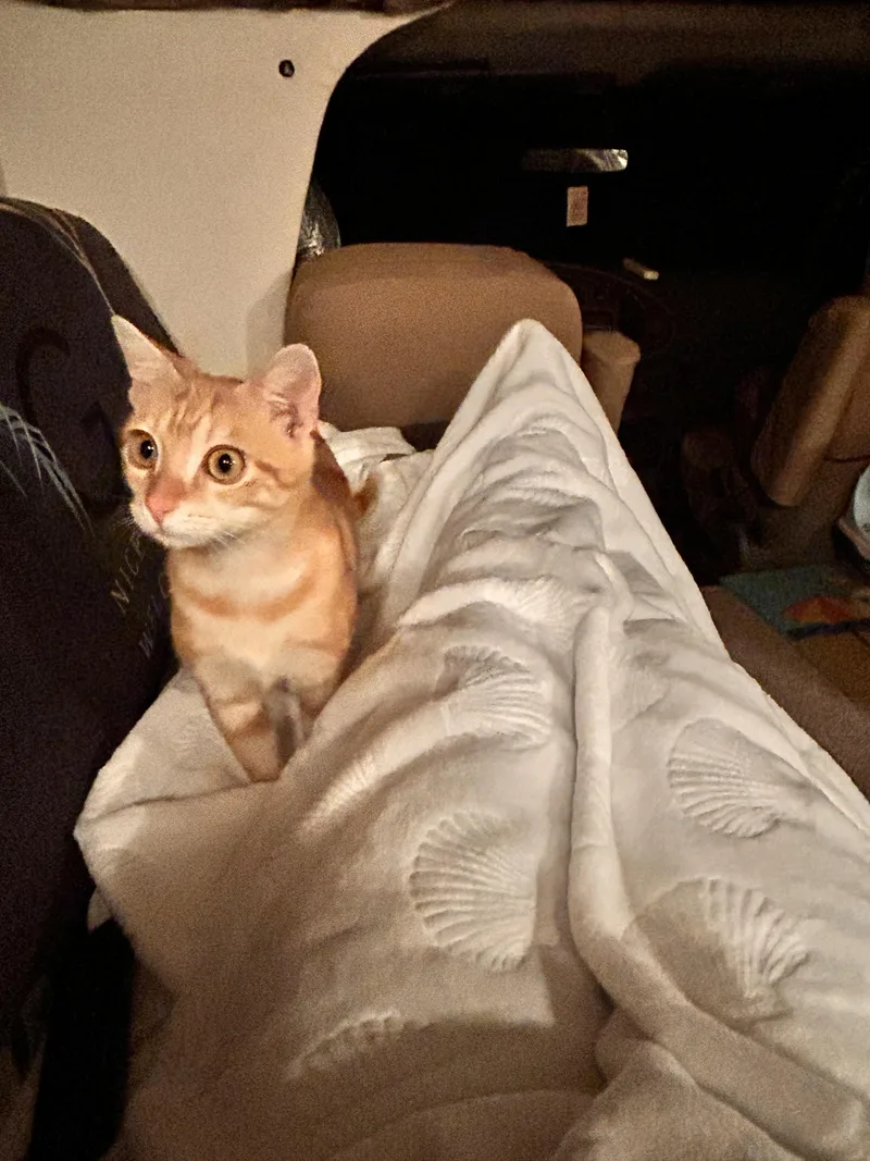 Toaster Oven thumbnail 5