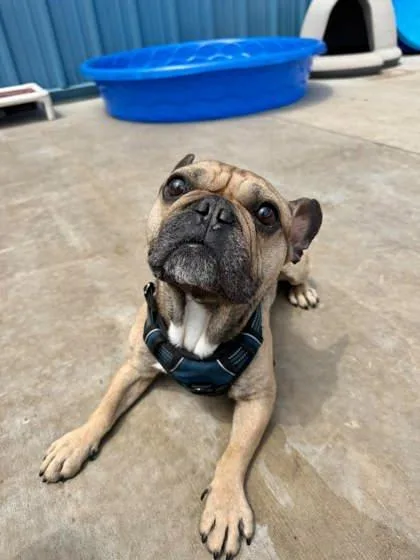 An adult small-sized male French Bulldog dog named Willy for adoption in Aberdeen, SD