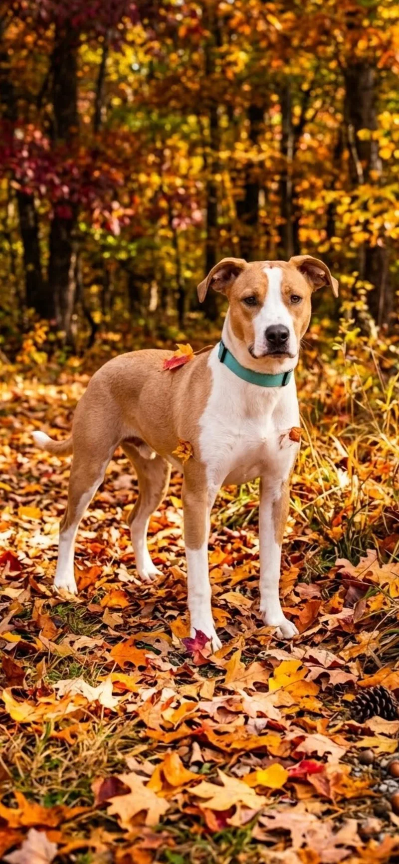 A young medium-sized male Labrador Retriever dog named Hubert for adoption in Shelbyville, KY