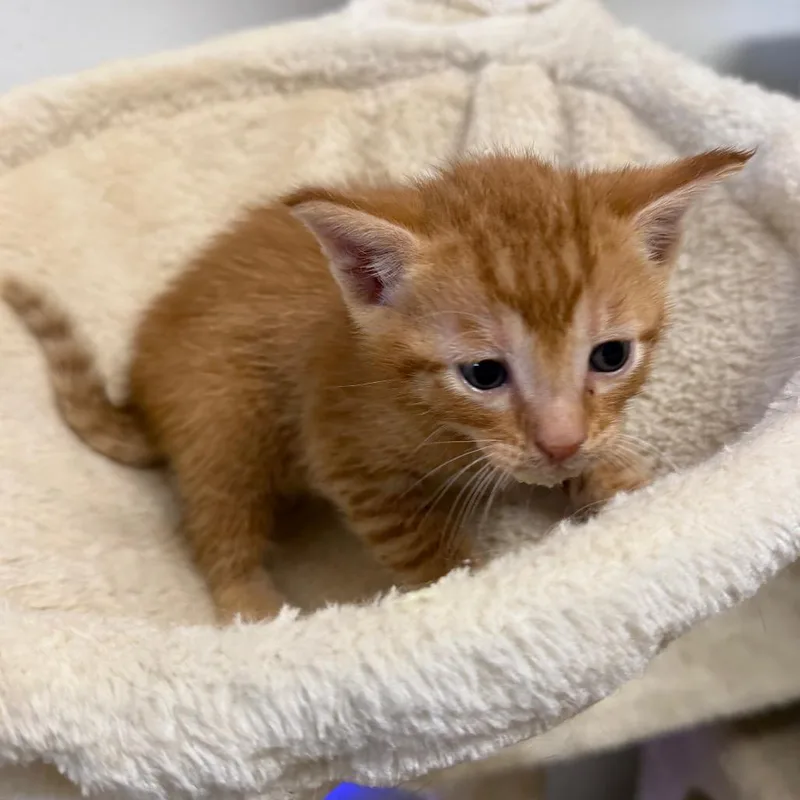 A baby small-sized male Orange / Red Domestic Short Hair cat named Aggie for adoption in Floresville, TX
