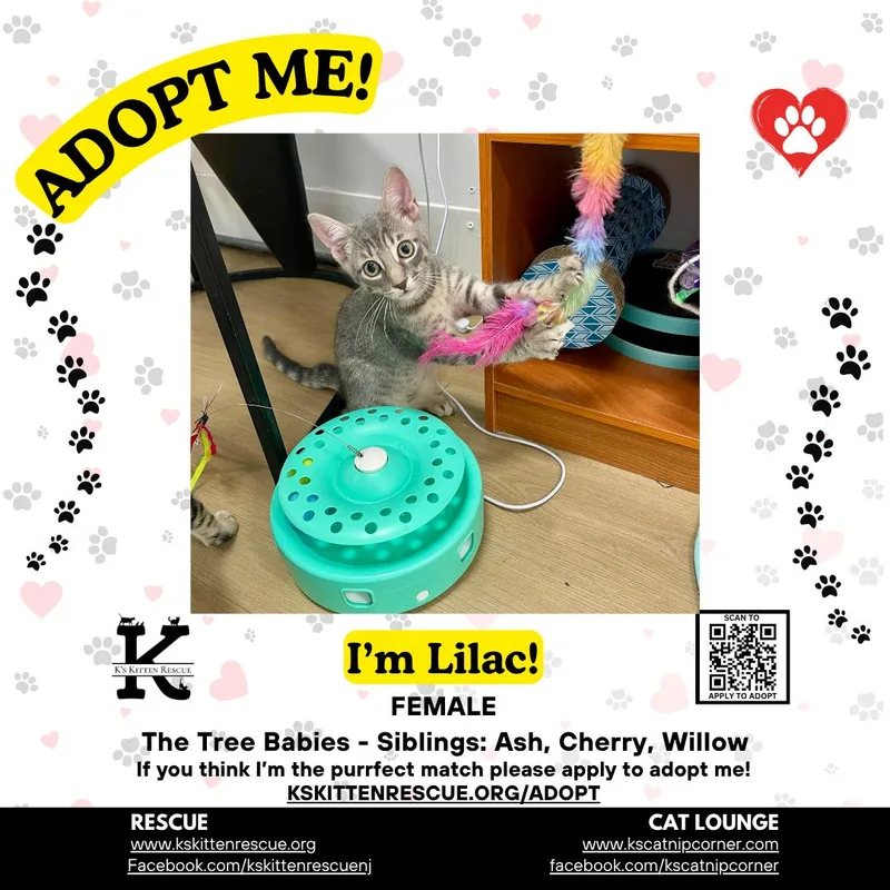 A baby medium-sized female Domestic Short Hair cat named Lilac for adoption in Brick, NJ