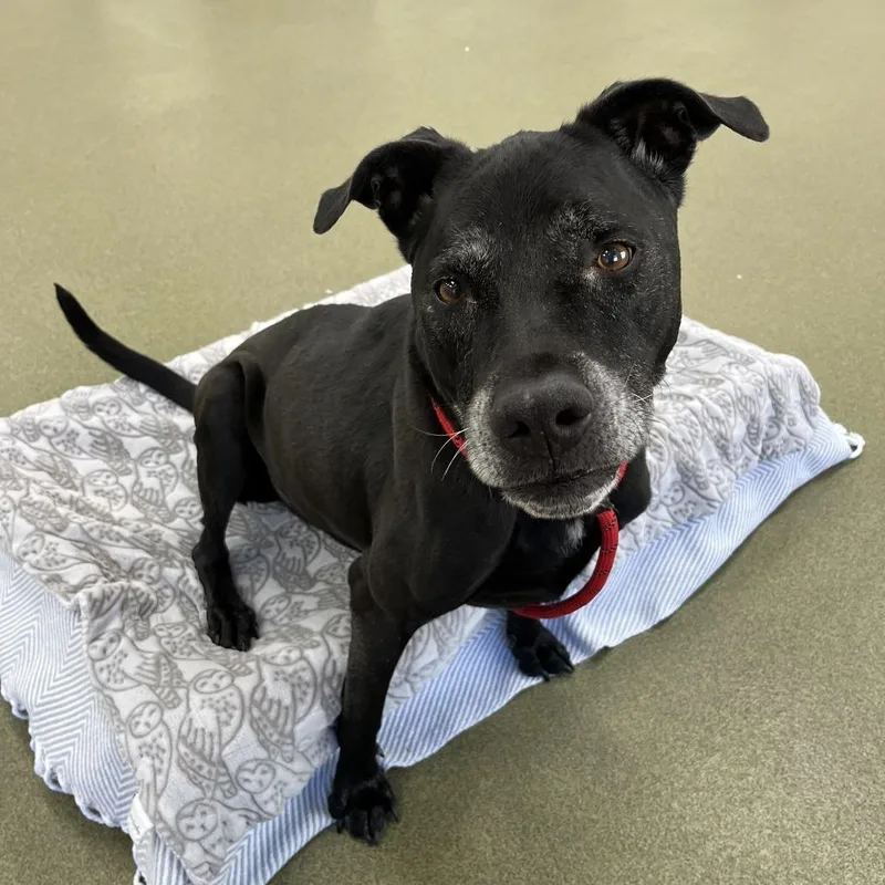 A senior large-sized male Black Labrador Retriever dog named Alex for adoption in Chicago, IL