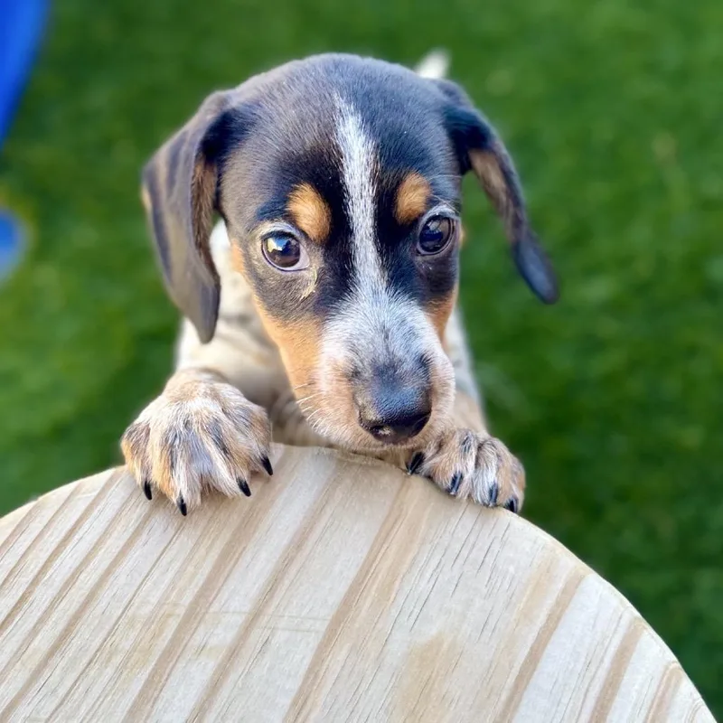 A baby small-sized male Beagle dog named Judo for adoption in La Grange, KY