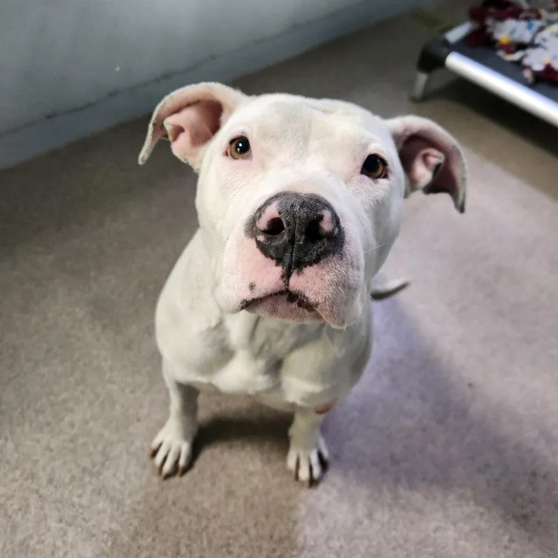 Moonflower thumbnail 2