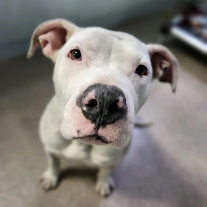 Moonflower thumbnail 3