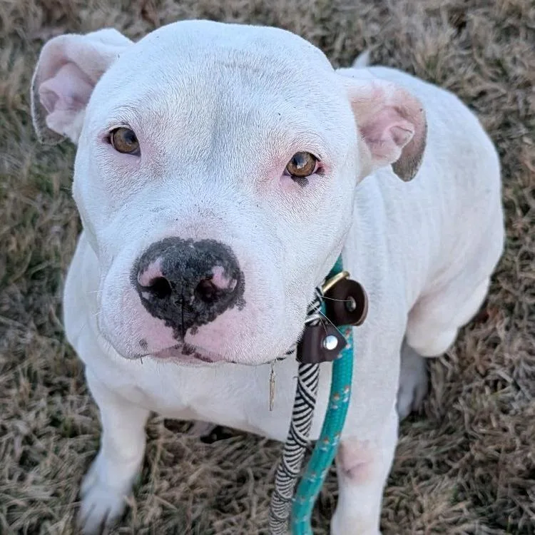 Moonflower thumbnail 4