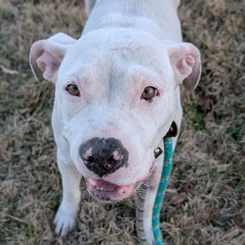 Moonflower thumbnail 5