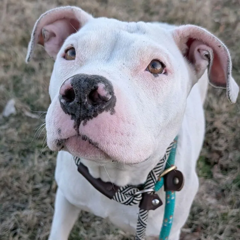 Moonflower thumbnail 6