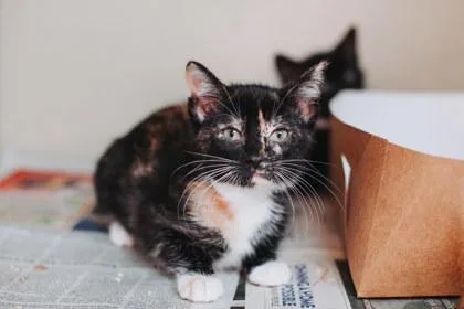 A young small-sized female Domestic Short Hair cat named A Jelly for adoption in North Charleston, SC