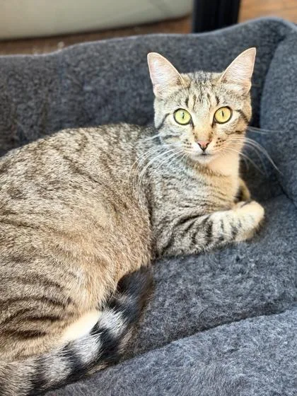An adult small-sized female Domestic Short Hair cat named Maggy for adoption in Fort Worth, TX