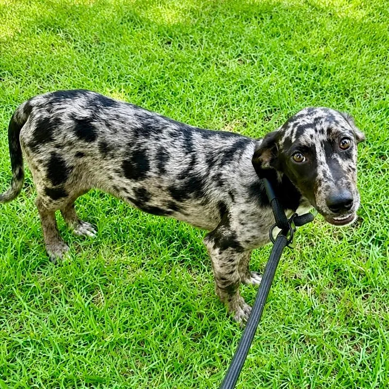 A baby medium-sized male Dachshund dog named Ryder for adoption in Bryan, TX