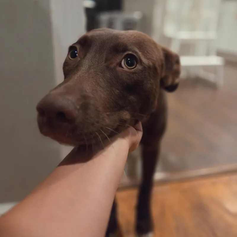 Finn thumbnail 4