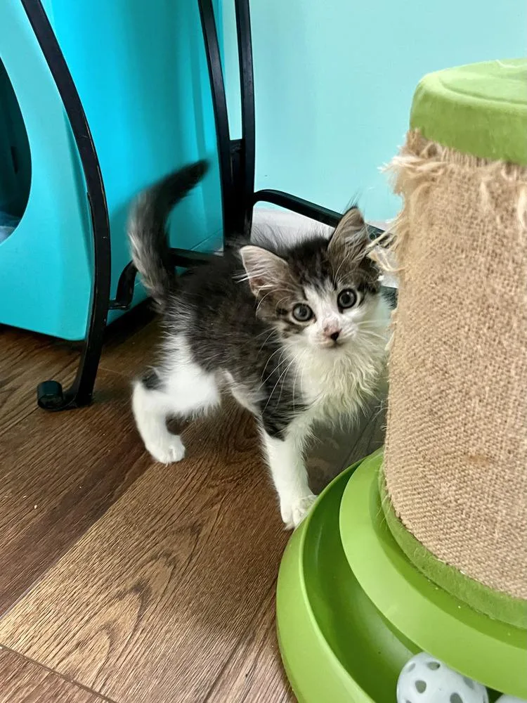 A baby medium-sized female Black & White / Tuxedo Domestic Medium Hair cat named Naomi Catbell for adoption in Emerald Isle, NC