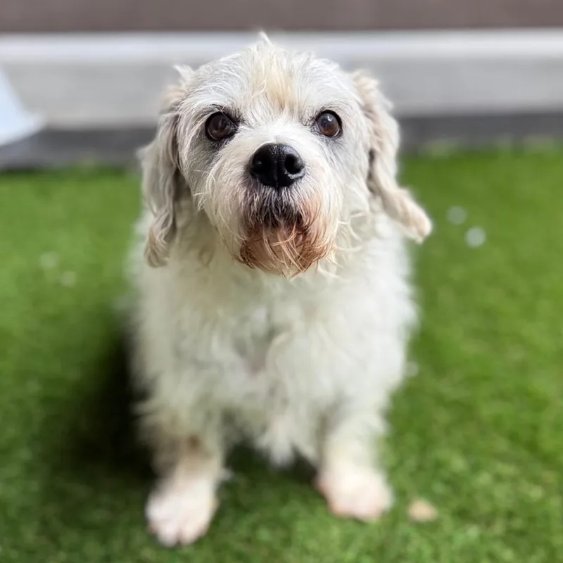 A senior small-sized male White / Cream Cairn Terrier dog named Dinky for adoption in LOXAHATCHEE, FL