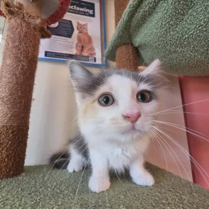 A baby small-sized female Domestic Medium Hair cat named Wasabi for adoption in Scottsbluff, NE