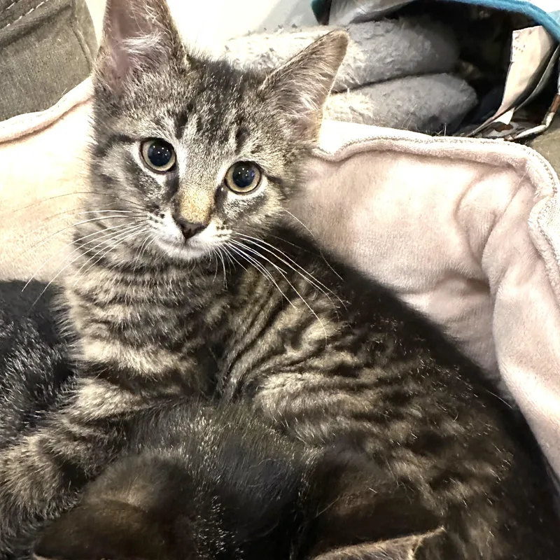 A baby medium-sized male Tabby (Brown / Chocolate) Domestic Short Hair cat named Dan for adoption in Chicago, IL