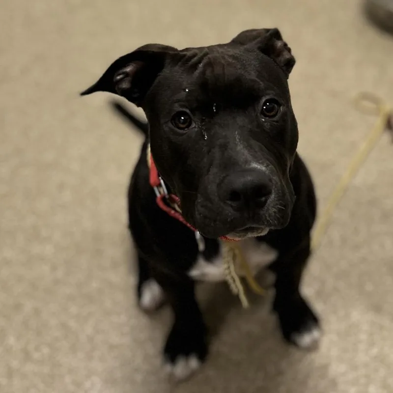 A young medium-sized male Black Mixed Breed dog named Smuckers for adoption in League City, TX