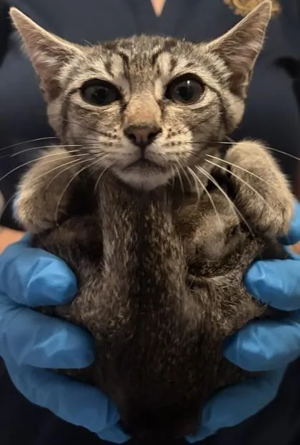 A baby small-sized female Domestic Short Hair cat named Taylor for adoption in Honolulu, HI