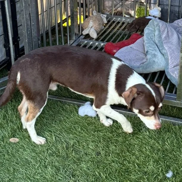 An adult small-sized male Bicolor Chihuahua dog named Charlie for adoption in Tampa, FL
