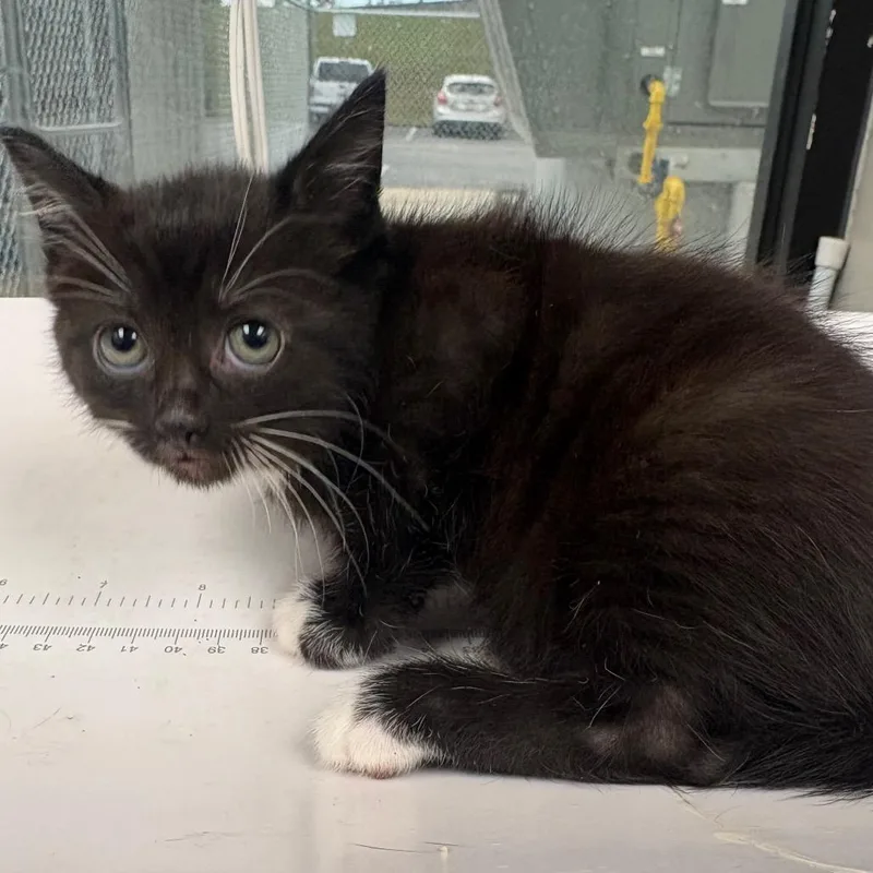 A baby small-sized female Black Domestic Short Hair cat named Ursula for adoption in Columbiana, AL
