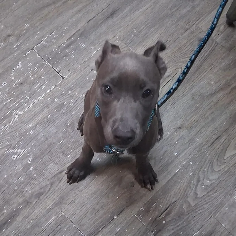 A baby medium-sized female Gray / Blue / Silver Mixed Breed dog named Jackie for adoption in Summerville, SC