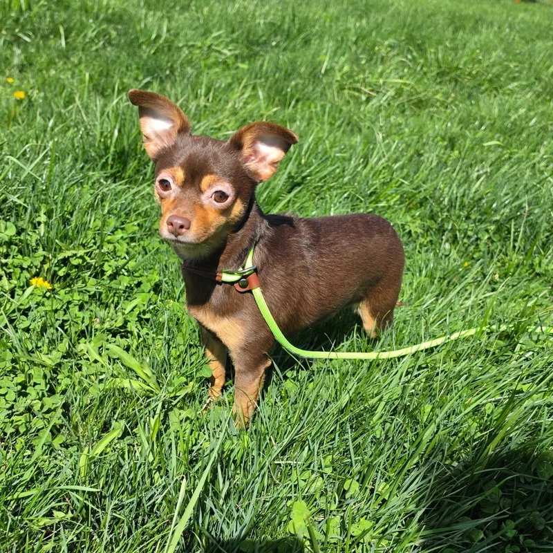 Sookie