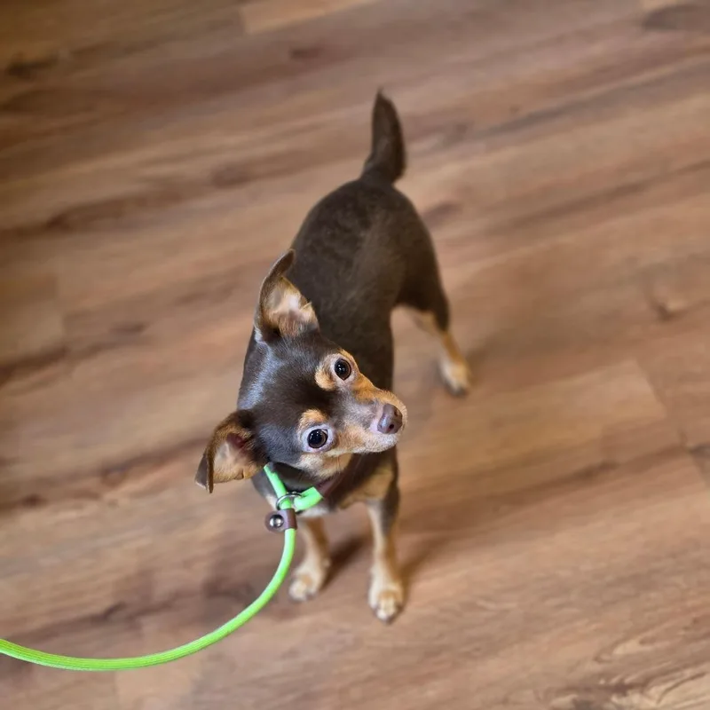 Sookie thumbnail 2
