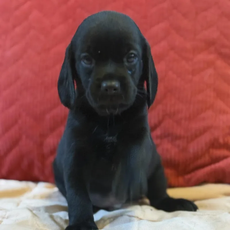 A baby small-sized male Black Mixed Breed dog named Sweet Diesel for adoption in Chantilly, VA