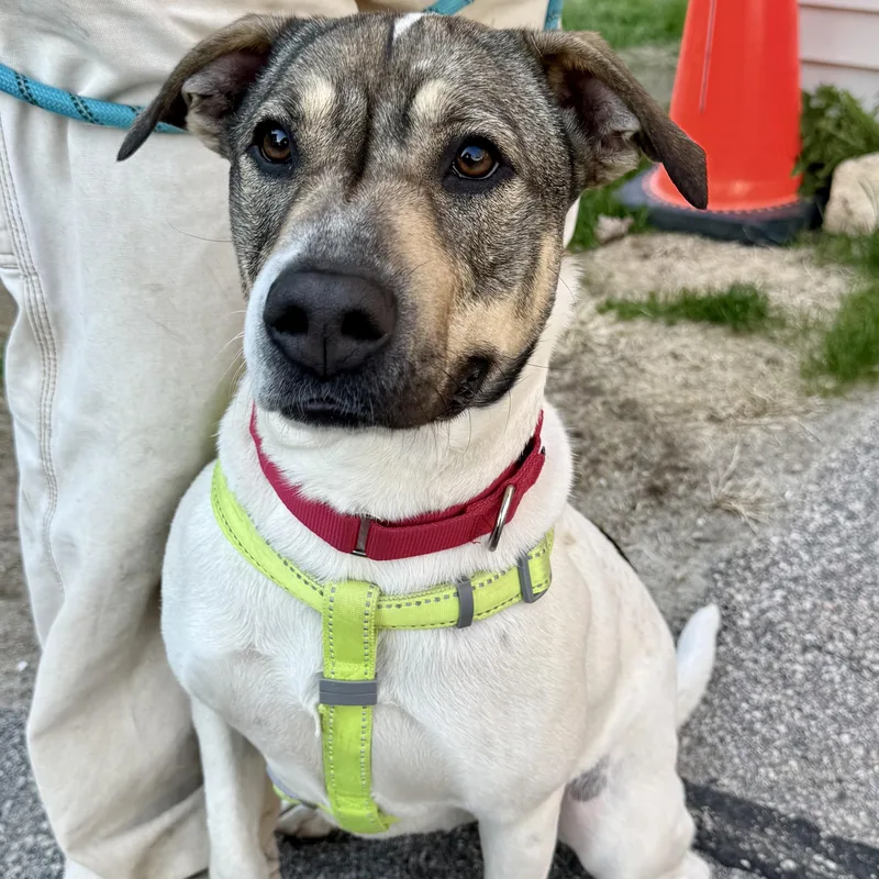 A young medium-sized female Bicolor Hound dog named Bitsy for adoption in Exeter, RI