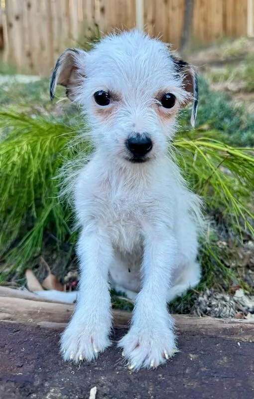 A young small-sized female White / Cream Mixed Breed dog named Lollipop for adoption in Valley Village, CA