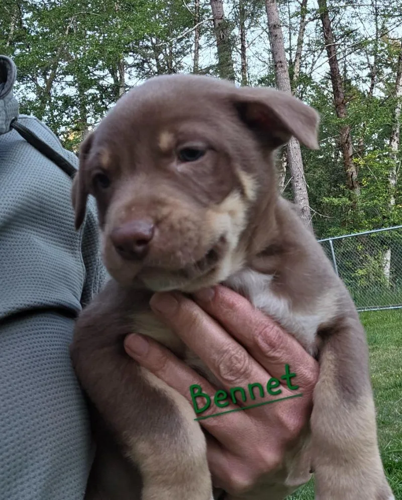A baby small-sized male Pit Bull Terrier dog named Bennet for adoption in Brookings, OR