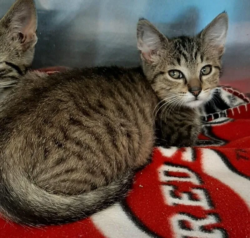 A baby medium-sized male Tabby (Brown / Chocolate) Domestic Short Hair cat named Sam Meowlliott for adoption in Georgetown, OH
