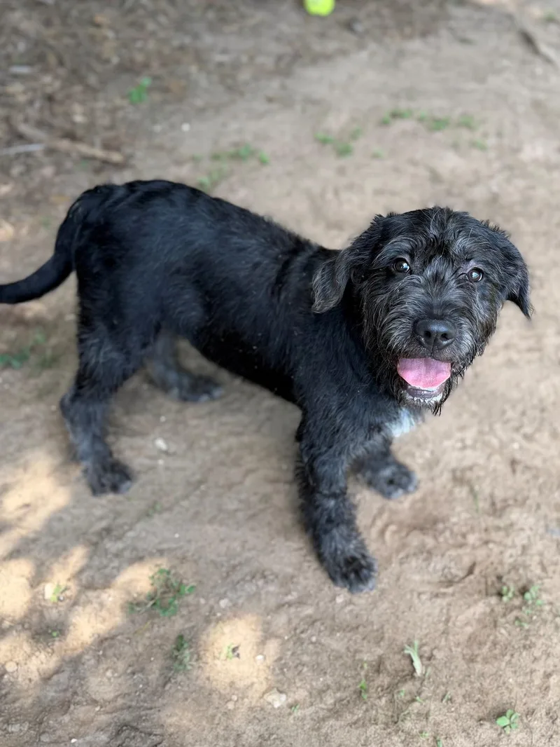 A young medium-sized male Gray / Blue / Silver Schnauzer dog named Xavier for adoption in Summerdale, AL