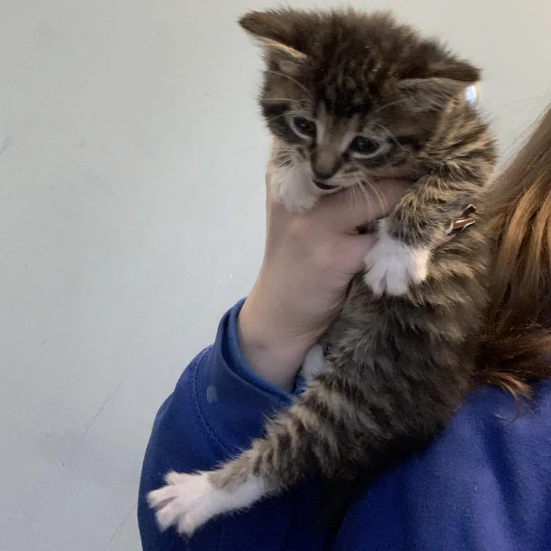 A baby small-sized female Brown / Chocolate Domestic Medium Hair cat named Neptune for adoption in Greensboro, NC