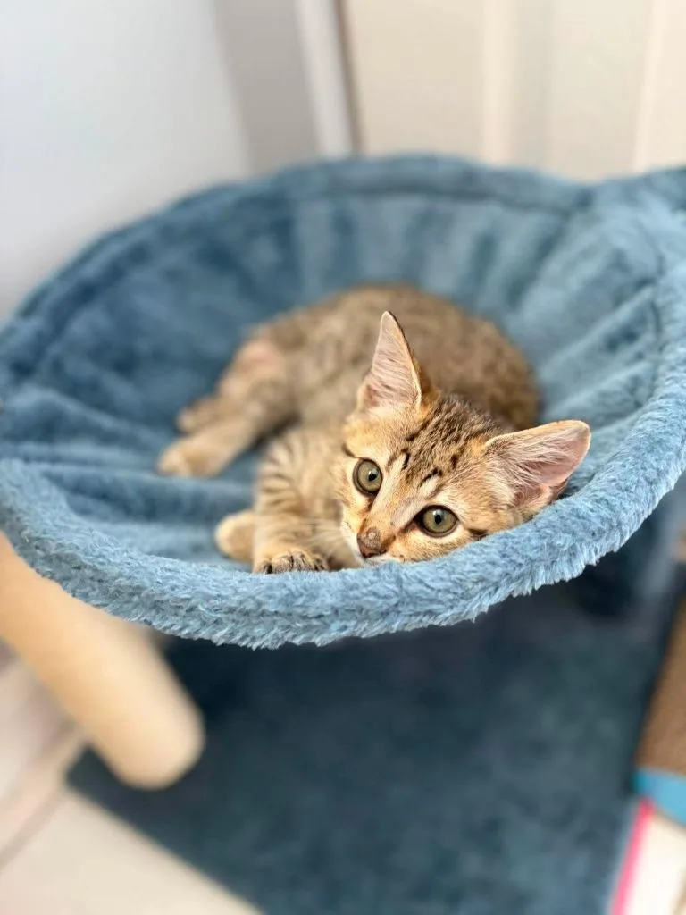 A baby small-sized female Domestic Short Hair cat named Elf for adoption in Sebastian, FL
