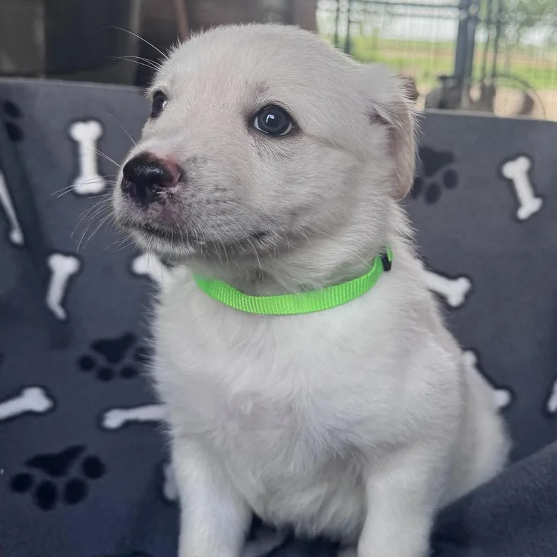 A baby medium-sized male White / Cream Border Collie dog named Sawyer for adoption in Floresville, TX
