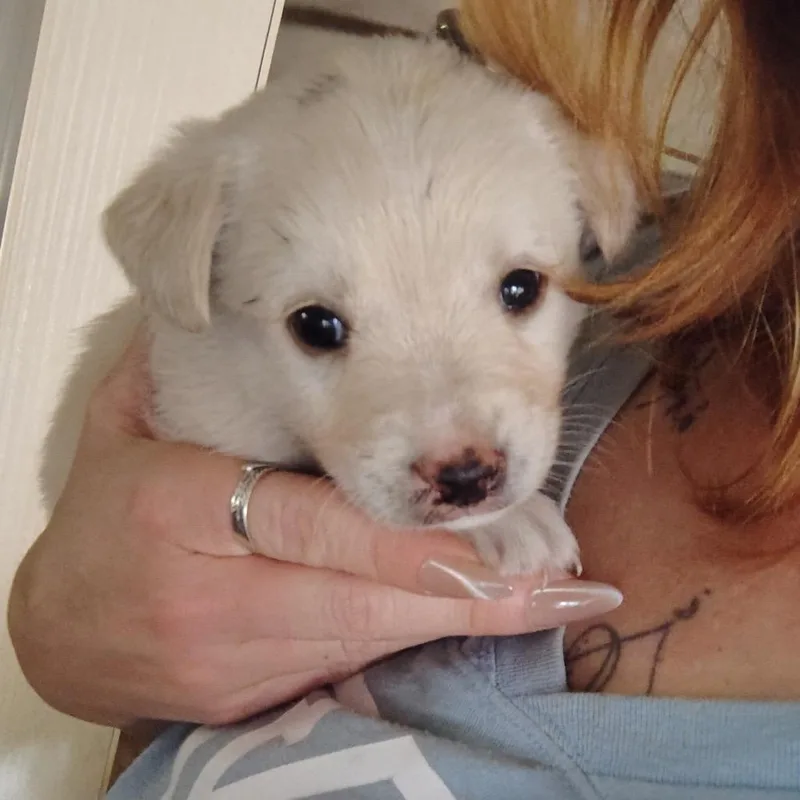 Sawyer thumbnail 2