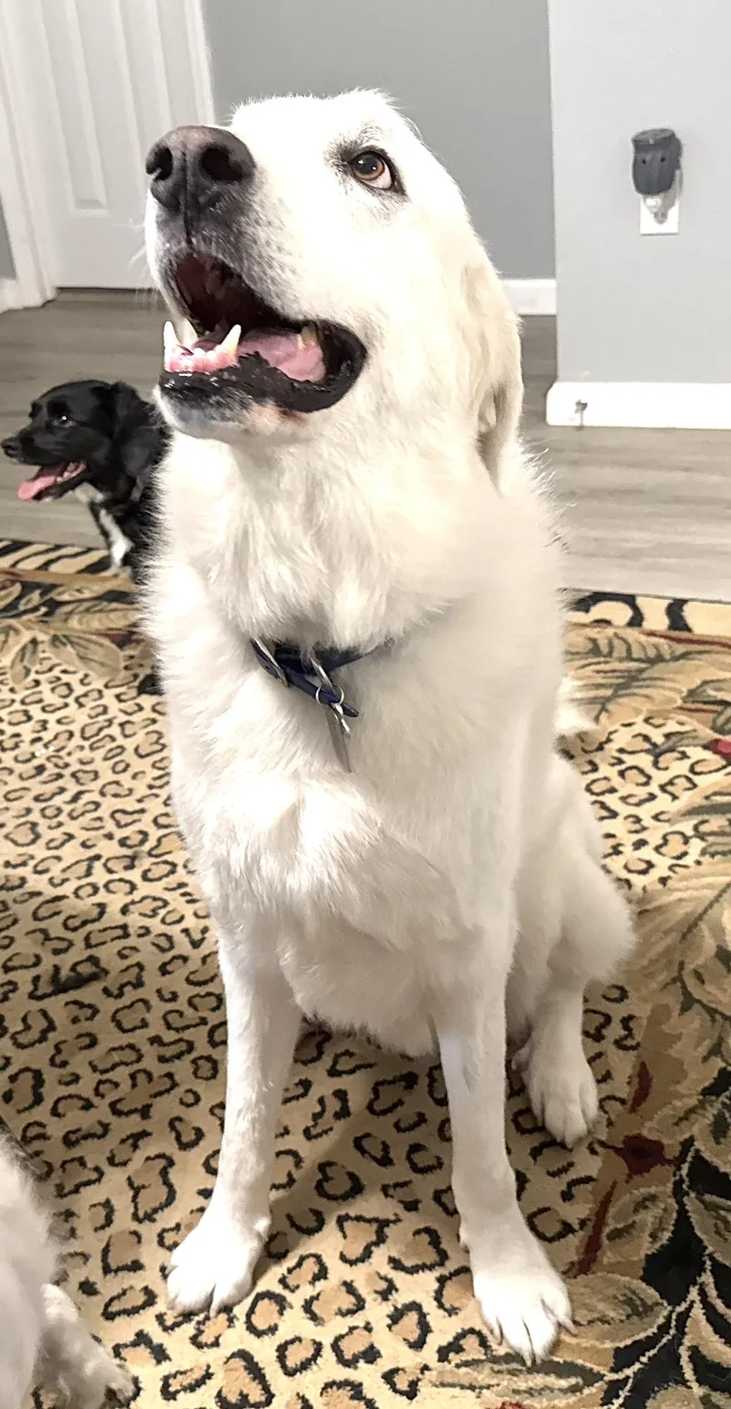 An adult large-sized male White / Cream Great Pyrenees dog named Murphy for adoption in Andover, MA