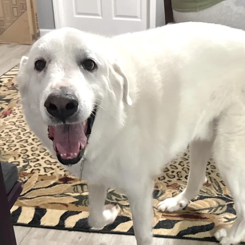 Murphy thumbnail 3