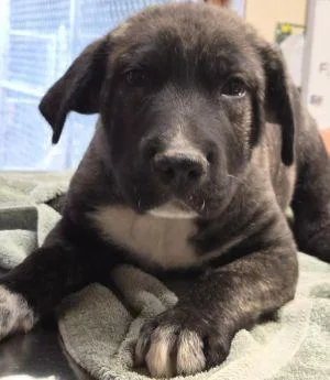 A baby medium-sized male Pit Bull Terrier dog named Glen for adoption in Savannah, MO