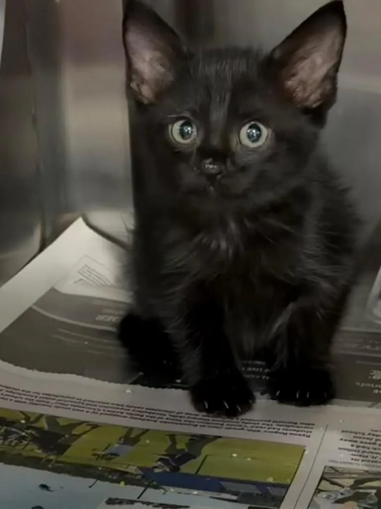 A baby small-sized male Domestic Medium Hair cat named Koa for adoption in Brookhaven, MS