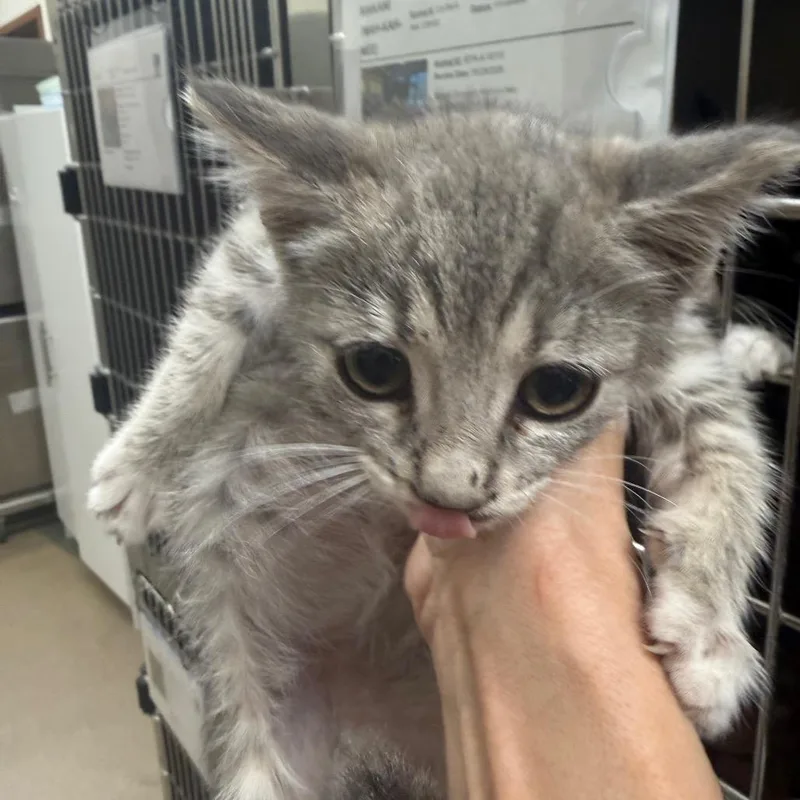 A baby small-sized female Gray / Blue / Silver Domestic Short Hair cat named Willow for adoption in Upland, CA