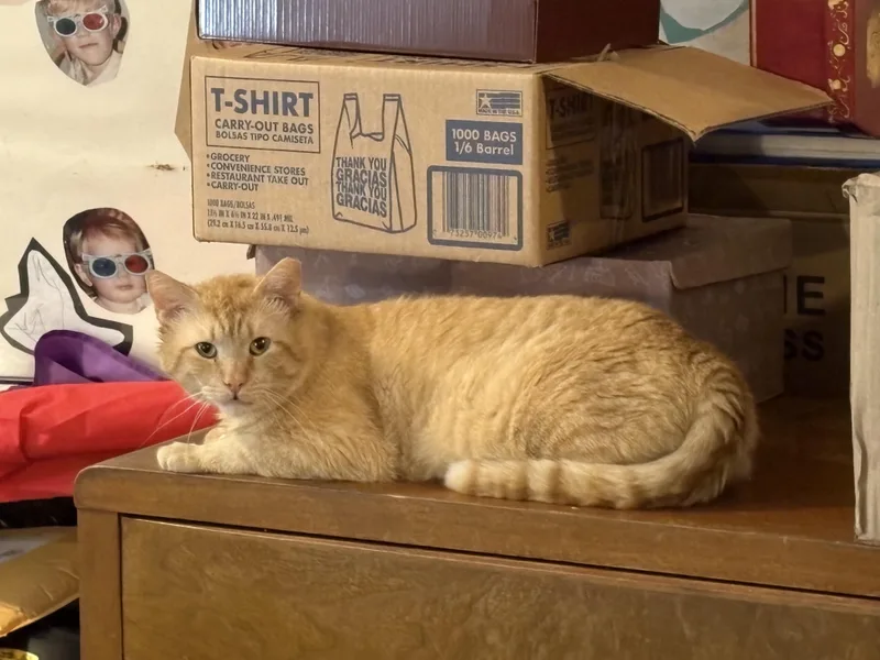 An adult medium-sized male Orange / Red Domestic Short Hair cat named Cayenne for adoption in Rochester, NY
